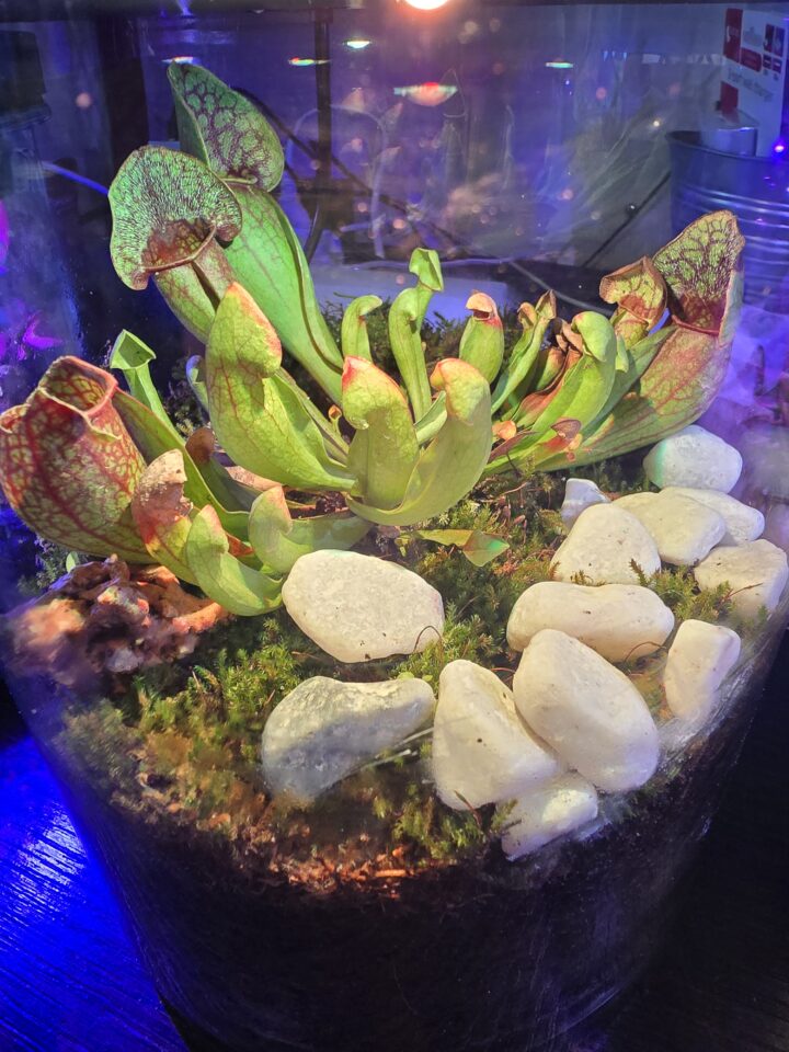 Terrario Evoluto 4L Automazioni, immagine 3