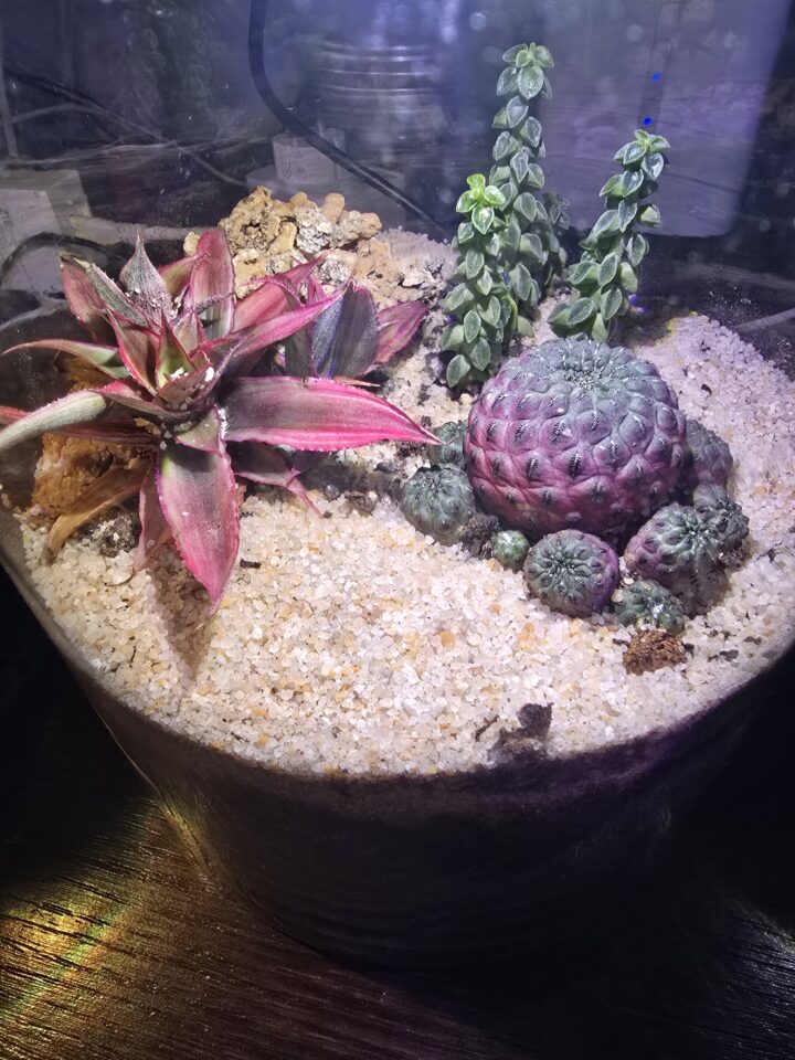 Terrario Evoluto 4L Automazioni, immagine 5